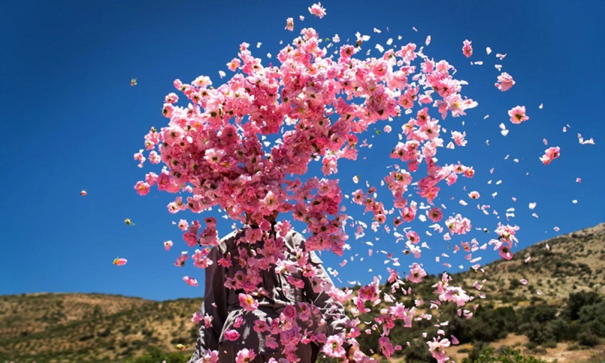 Rosewater festival in Kashan